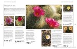 Anness: Complete Guide to Growing Cacti & Succulents Sale